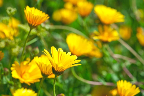 Grön fält med gula vårblommor. — Stockfoto