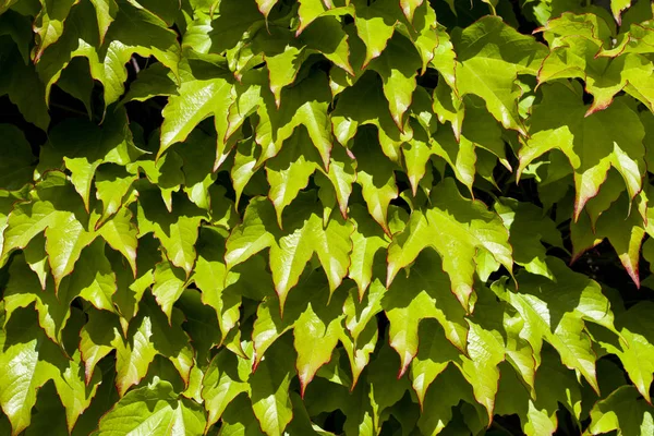 Green leaves pattern background. Natural background. — Stock Photo, Image