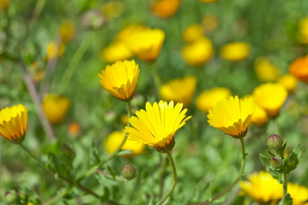 Grön fält med gula vårblommor. — Stockfoto