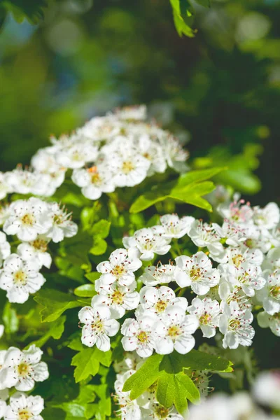 White spiraea flowers. Spring blossoms and green leaves. — Stock Photo, Image