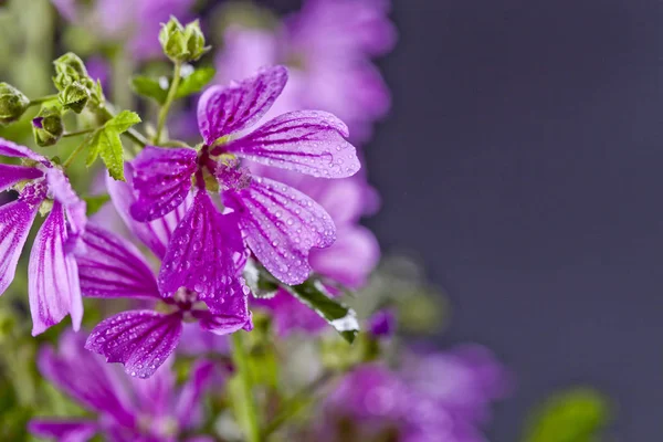 Wild violet flowers with water drops closeup on black background — Stock Photo, Image