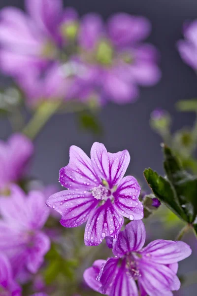 Wild violet flowers with water drops closeup on black background — Stock Photo, Image