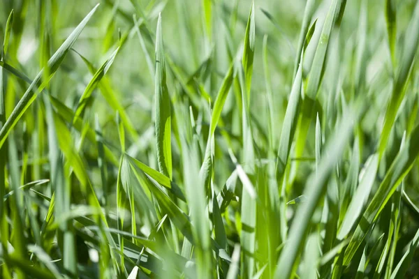 Dziedzinie zielona trawa zbliżenie. — Zdjęcie stockowe