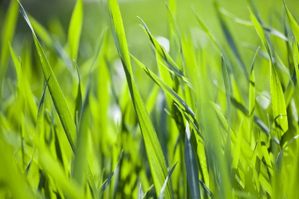 Feld von grünem Gras Nahaufnahme. — Stockfoto