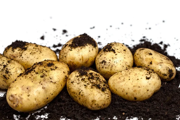 stock image Newly harvested potatoes and soil closeup on white background.