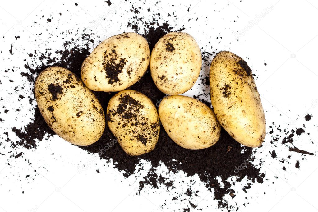 Fresh organic potatoes and soil isolated on white background.