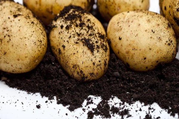 Newly harvested potatoes and soil closeup on white background. — Stock Photo, Image