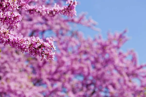 Ветви со свежими розовыми цветами в утреннем солнечном свете против — стоковое фото