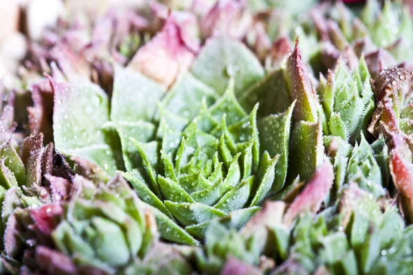 Disposizione delle succulente con gocce d'acqua in testa . — Foto Stock