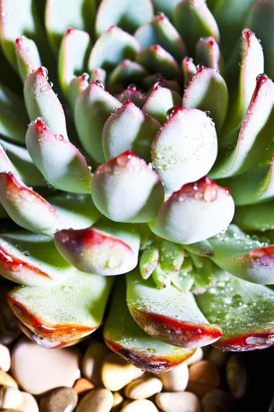 Planta suculenta com gotas de água macro imagem . — Fotografia de Stock