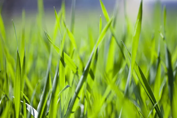 Feld von grünem Gras Nahaufnahme. — Stockfoto