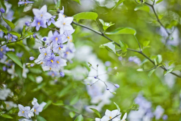 Синие летние цветы. Цветы и зеленые листья . — стоковое фото