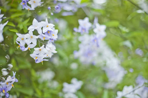 Синие летние цветы. Цветы и зеленые листья . — стоковое фото