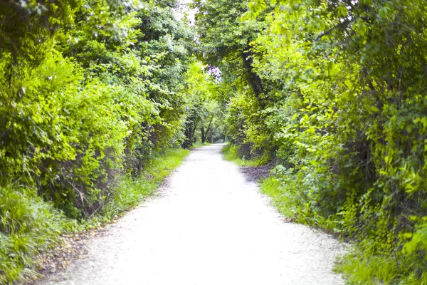 Walkway lane path with green trees in summer forest. Stock Photo