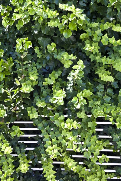 Zielone liście lato i biały ogrodzenie. — Zdjęcie stockowe