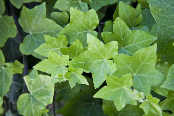 녹색 여름 잎 무늬 배경. — 스톡 사진