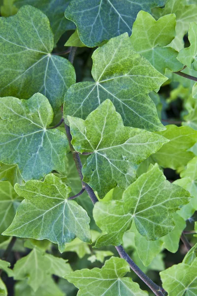 Green summer leaves pattern background. — Stock Photo, Image