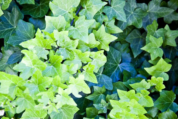 Groene zomer bladeren patroon achtergrond. — Stockfoto