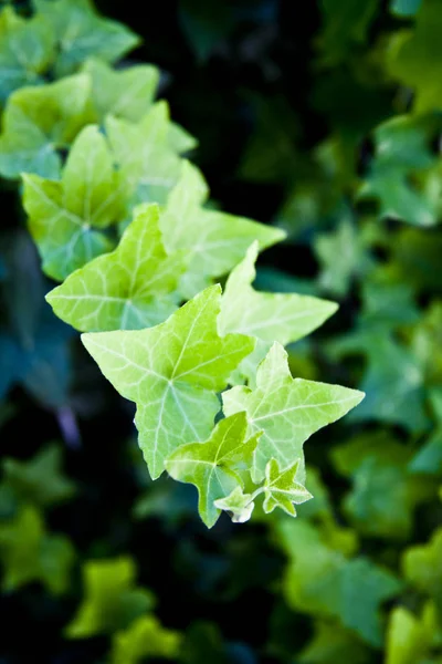 녹색 여름 잎 무늬 배경. — 스톡 사진