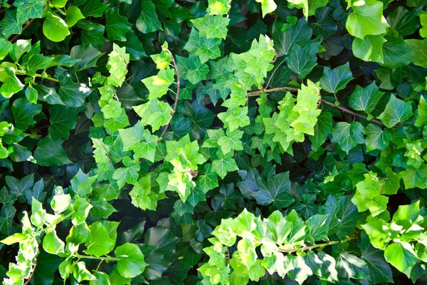 Verão verde folhas padrão fundo . — Fotografia de Stock