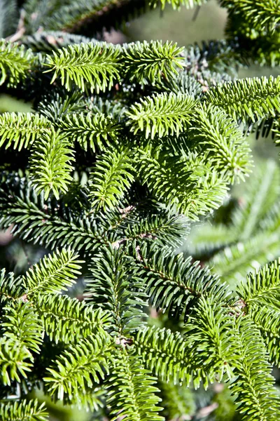 Pine Tree brunch närbild. — Stockfoto