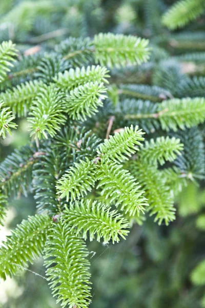 FIR Tree brunch närbild. Fluffy FIR Tree brunch närbild. — Stockfoto