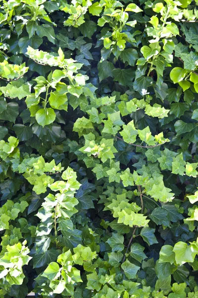 Verão Verde Deixa Fundo Padrão Fundo Natural Papel Parede Dia — Fotografia de Stock