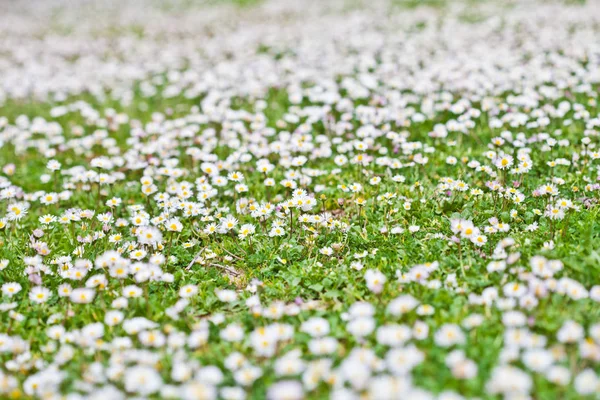Ромашки цветы весенний фон поля . — стоковое фото