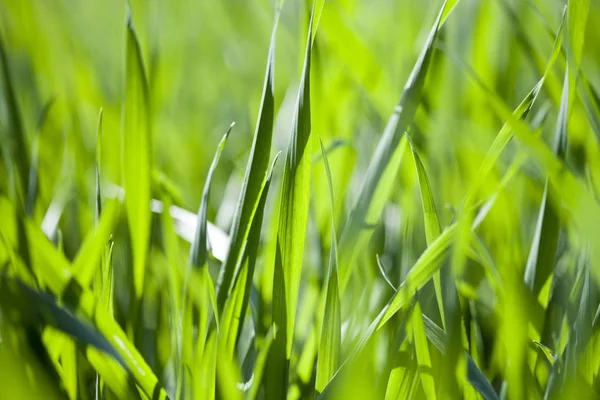 Gebied van groene gras achtergrond. — Stockfoto