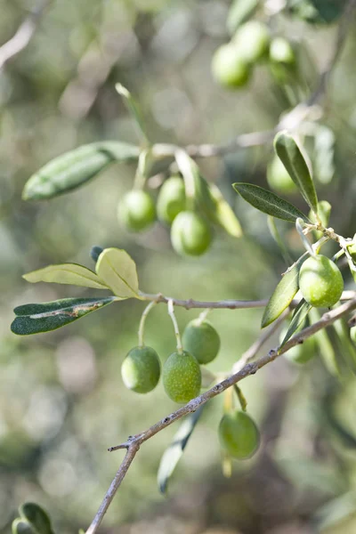 Aceitunas sobre olivo en otoño . — Foto de Stock