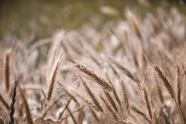 Golden ripe ears of wheat in field, soft focus. — Stock Photo, Image
