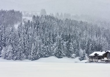 Ağaçlar karla kaplı kış ormanı 