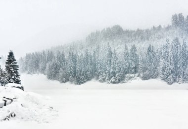 Kar, yoğun kar yağışı kış orman ağaçları ile kaplı