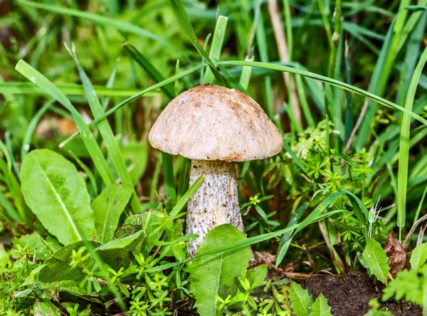 Wild Growing Brown Cap Boletus Birch Mushroom Grass — Stock Photo, Image