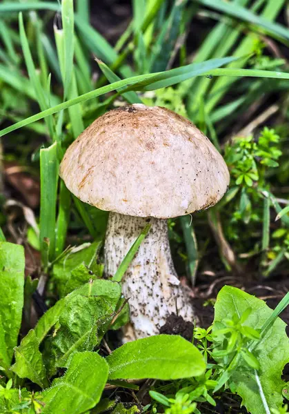 Wild Growing Brown Cap Boletus Birch Mushroom Grass — Stock Photo, Image