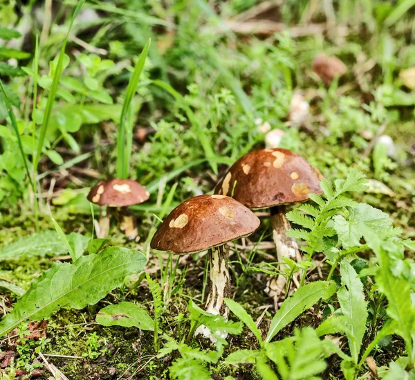 Trinity Wild Growing Brown Cap Boletus Birch Mushroom Grass — Stock Photo, Image