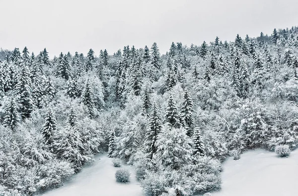 Foresta Invernale Con Alberi Coperti Neve — Foto Stock