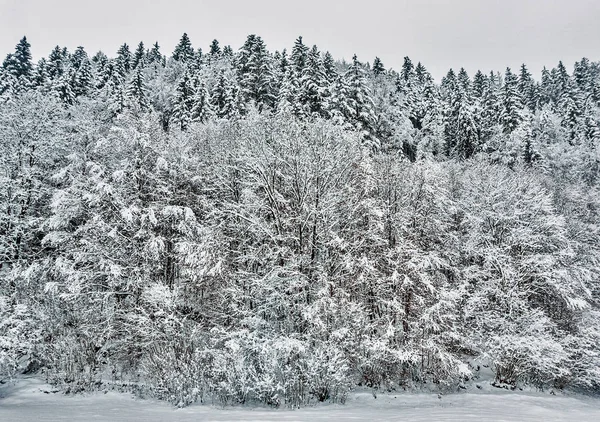 Legno Bianco Coperto Gelo Paesaggio Gelido — Foto Stock