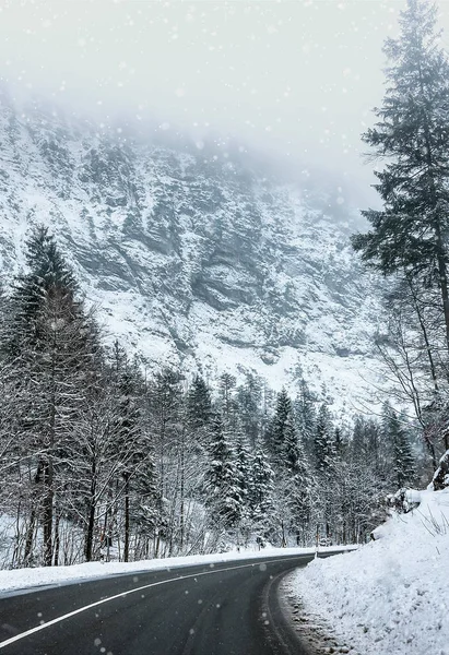 Bos Van Winter Met Sneeuw Bedekte Alpen Weg Sneeuwval — Stockfoto