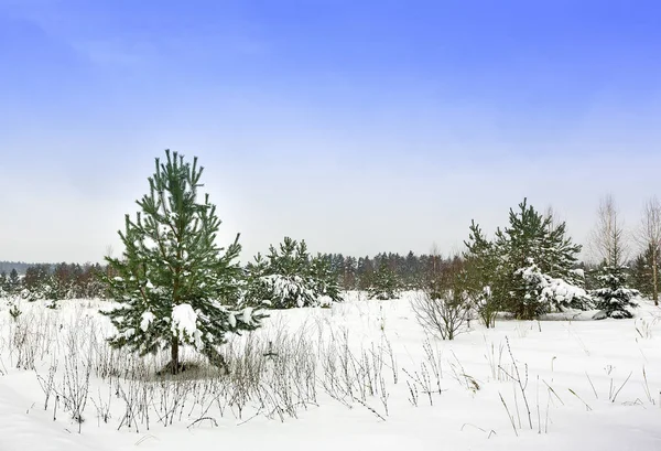 Inizio Inverno Cumuli Neve Pini Erba — Foto Stock