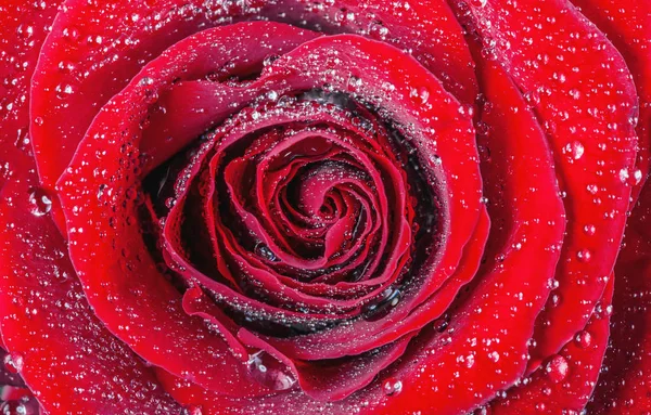 Rote Rose Mit Wassertropfen — Stockfoto