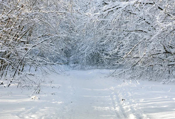 Luxusní Zimní Krajiny Slunečný Den Zimní Lesní Cesta Pobočky Jinovatce — Stock fotografie