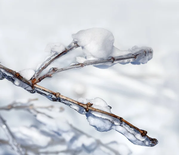 氷と霜の木の枝 — ストック写真