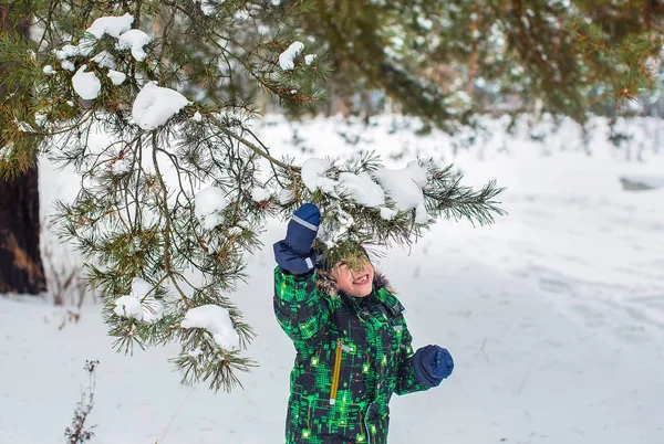 Six Year Old Boy Wood Winter Child Pine Branch Needles — Stock Photo, Image