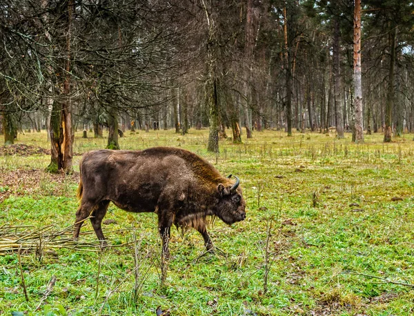 Bizon Żubrów Terenie Rezerwatu Prioksko Tarasowe Moscow Region Jesień — Zdjęcie stockowe