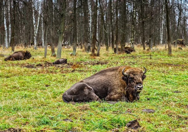 Bisonte Auroquíes Territorio Reserva Prioksko Terrazas Región Moscú Otoño — Foto de Stock