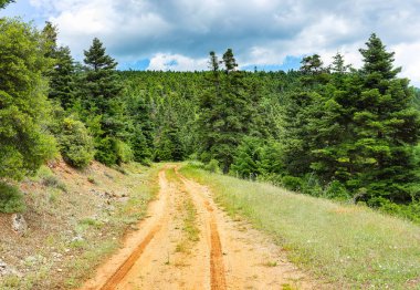 Yolda bir iğne yapraklı orman, Yunanistan.