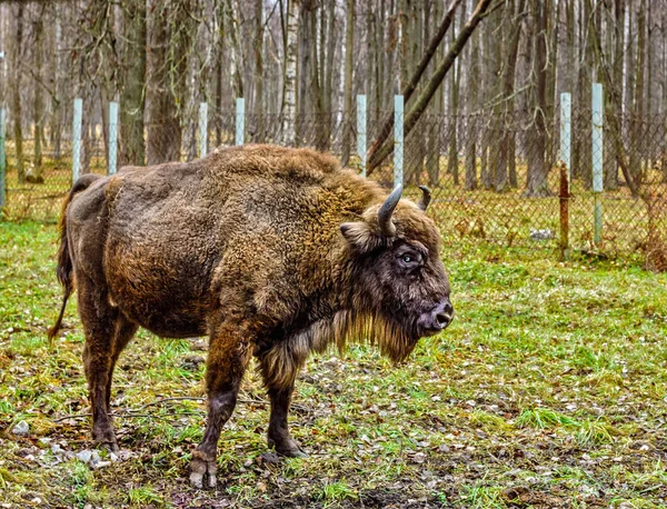 Bizon Żubrów Terenie Rezerwatu Prioksko Tarasowe Moscow Region Jesień — Zdjęcie stockowe