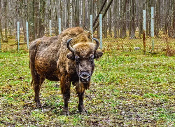 Bizon Żubrów Terenie Rezerwatu Prioksko Tarasowe Moscow Region Jesień — Zdjęcie stockowe