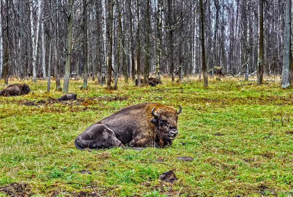 Bizon Żubrów Terenie Rezerwatu Prioksko Tarasowe Moscow Region Jesień — Zdjęcie stockowe
